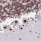 Cleavage And Polyadenylation Factor I Subunit 1 antibody, NBP2-33847, Novus Biologicals, Immunohistochemistry frozen image 
