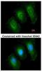 Tyrosine 3-Monooxygenase/Tryptophan 5-Monooxygenase Activation Protein Epsilon antibody, NBP1-32695, Novus Biologicals, Immunocytochemistry image 