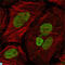 MutL Homolog 1 antibody, LS-C812814, Lifespan Biosciences, Immunofluorescence image 