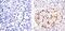 Paired Box 6 antibody, 42-6600, Invitrogen Antibodies, Immunohistochemistry frozen image 