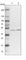 Regulator Of Chromosome Condensation 1 antibody, HPA027574, Atlas Antibodies, Western Blot image 