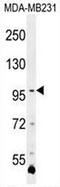 Protocadherin Alpha 3 antibody, AP53197PU-N, Origene, Western Blot image 