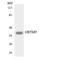 Olfactory Receptor Family 5 Subfamily M Member 9 antibody, LS-C200407, Lifespan Biosciences, Western Blot image 