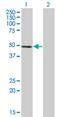 Nuclear Factor, Erythroid 2 antibody, H00004778-M01, Novus Biologicals, Western Blot image 