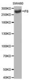 Coagulation Factor VIII antibody, abx001205, Abbexa, Western Blot image 