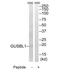 Olfactory Receptor Family 8 Subfamily S Member 1 antibody, TA316359, Origene, Western Blot image 