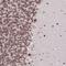 Thymine DNA Glycosylase antibody, NBP2-13423, Novus Biologicals, Immunohistochemistry paraffin image 