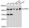 UV Radiation Resistance Associated antibody, orb374145, Biorbyt, Western Blot image 