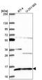 Glutaredoxin 5 antibody, HPA063716, Atlas Antibodies, Western Blot image 