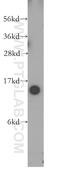 Tubulin Folding Cofactor A antibody, 12304-1-AP, Proteintech Group, Western Blot image 