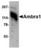 Autophagy And Beclin 1 Regulator 1 antibody, LS-B3224, Lifespan Biosciences, Western Blot image 