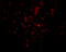 Epstein-Barr Virus Induced 3 antibody, A07190, Boster Biological Technology, Immunofluorescence image 