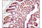 Catenin Beta 1 antibody, 8480P, Cell Signaling Technology, Immunohistochemistry frozen image 