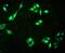 Four And A Half LIM Domains 1 antibody, A01258-1, Boster Biological Technology, Immunofluorescence image 
