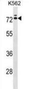 Interleukin 23 Receptor antibody, abx029221, Abbexa, Western Blot image 