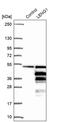 Leukocyte Receptor Cluster Member 1 antibody, PA5-60412, Invitrogen Antibodies, Western Blot image 