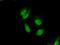 Steroid Receptor RNA Activator 1 antibody, 24655-1-AP, Proteintech Group, Immunofluorescence image 