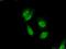 Steroid receptor RNA activator 1 antibody, 24655-1-AP, Proteintech Group, Immunofluorescence image 