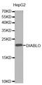 Diablo IAP-Binding Mitochondrial Protein antibody, abx126886, Abbexa, Western Blot image 