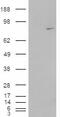 7SK snRNA methylphosphate capping enzyme antibody, 45-883, ProSci, Immunohistochemistry paraffin image 