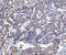 Beclin 1 antibody, M00327-2, Boster Biological Technology, Immunohistochemistry paraffin image 