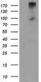 Leucine Rich Repeat Containing G Protein-Coupled Receptor 5 antibody, MA5-25557, Invitrogen Antibodies, Western Blot image 