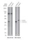 FOXP3 antibody, NBP2-24954, Novus Biologicals, Western Blot image 