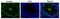 Calmegin antibody, GTX00744, GeneTex, Immunohistochemistry paraffin image 
