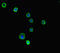 5 -AMP-activated protein kinase catalytic subunit alpha-2 antibody, CSB-PA805325LA01HU, Cusabio, Immunofluorescence image 