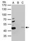 Proliferation-Associated 2G4 antibody, GTX103791, GeneTex, Immunoprecipitation image 