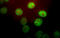 Peptidylprolyl Cis/Trans Isomerase, NIMA-Interacting 1 antibody, LS-B10377, Lifespan Biosciences, Immunocytochemistry image 