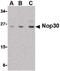 Nucleolar Protein 3 antibody, PA5-20305, Invitrogen Antibodies, Western Blot image 