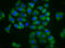 Major Facilitator Superfamily Domain Containing 4A antibody, LS-C680858, Lifespan Biosciences, Immunofluorescence image 