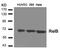 RELB Proto-Oncogene, NF-KB Subunit antibody, 79-595, ProSci, Western Blot image 