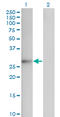 Fibroblast Growth Factor 12 antibody, LS-C133188, Lifespan Biosciences, Western Blot image 