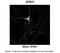 Amyloid Beta Precursor Protein Binding Family A Member 1 antibody, 31-125, ProSci, Western Blot image 