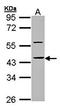 HCLS1 Binding Protein 3 antibody, orb69970, Biorbyt, Western Blot image 