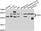 Interferon Related Developmental Regulator 1 antibody, abx006953, Abbexa, Western Blot image 