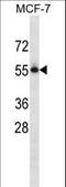 Nectin Cell Adhesion Molecule 3 antibody, LS-C162332, Lifespan Biosciences, Western Blot image 