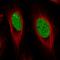 GAR1 Ribonucleoprotein antibody, HPA059098, Atlas Antibodies, Immunofluorescence image 