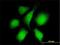 RAN Binding Protein 3 antibody, H00008498-M01, Novus Biologicals, Immunocytochemistry image 