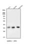 Sprouty RTK Signaling Antagonist 2 antibody, A02089-2, Boster Biological Technology, Western Blot image 