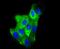 Keratin 6A antibody, NBP2-67705, Novus Biologicals, Immunofluorescence image 