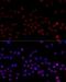 Heterogeneous Nuclear Ribonucleoprotein L antibody, LS-C747549, Lifespan Biosciences, Immunofluorescence image 