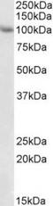 Tripartite Motif Containing 71 antibody, TA311164, Origene, Western Blot image 