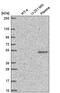 Family With Sequence Similarity 227 Member B antibody, PA5-66414, Invitrogen Antibodies, Western Blot image 