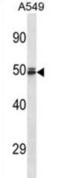 Hemogen antibody, abx027231, Abbexa, Western Blot image 