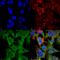Sodium Voltage-Gated Channel Beta Subunit 2 antibody, SMC-485D-FITC, StressMarq, Immunofluorescence image 