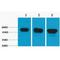Tubulin Beta 3 Class III antibody, LS-C387518, Lifespan Biosciences, Western Blot image 