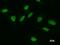 POU Class 2 Homeobox 1 antibody, LS-C342301, Lifespan Biosciences, Immunofluorescence image 
